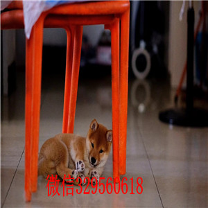 内江哪里有卖柴犬黑柴家养一窝纯种聪明日本柴犬幼犬柴犬能长多大纯血统柴犬幼犬