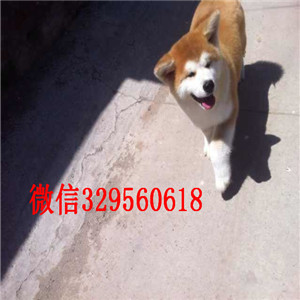 威海纯种日系秋田纯种赛级秋田多少钱哪卖纯种秋田多少钱一只秋田犬和柴犬的区别