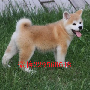 枣庄纯种日系秋田哪里能买到纯种健康的秋田犬