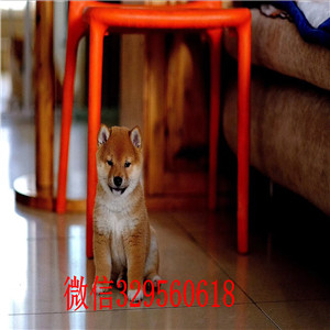 阳江本地哪里有卖柴犬的纯种日本引进柴犬日系赤色小柴犬漂亮日系柴犬幼犬