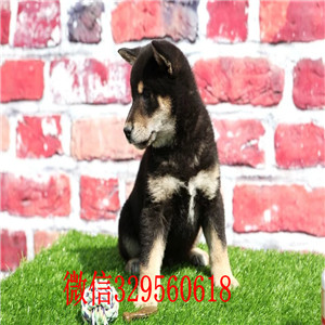 永川纯种日本柴犬多少钱柴犬掉毛吗纯种日本柴