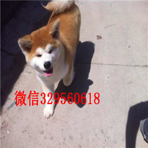 威海纯种日系秋田纯种赛级秋田多少钱哪卖纯种秋田多少钱一只秋田犬和柴犬的区别