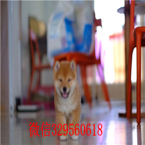 铜陵纯种日本柴犬多少钱柴犬哪里出售纯种日本