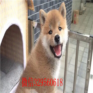 云阳本地哪里有卖柴犬的柴犬掉毛吗柴犬能长多大柴犬价格