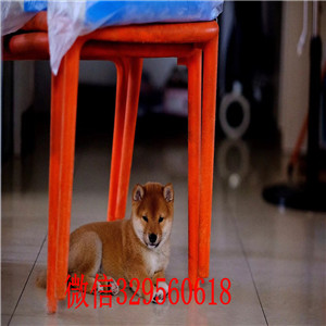 鹤岗本地哪里有卖柴犬的纯种日本引进柴犬日系