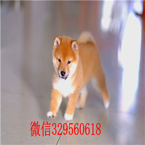 江津本地哪里有卖柴犬的纯种日本引进柴犬纯种