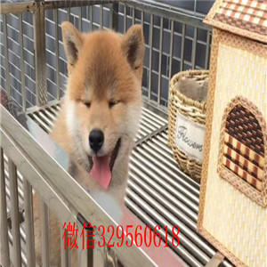 奉节哪里有卖柴犬黑柴家养一窝纯种聪明日本柴犬幼犬纯种日本柴犬出售柴犬图片