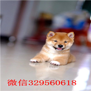 延边州纯种日本柴犬多少钱纯种日本引进柴犬柴