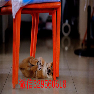 沈阳犬舍出售日系柴犬柴犬犬舍高品质柴犬出售