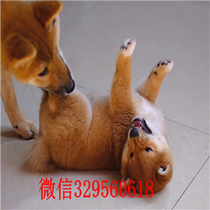 铁岭哪里能买到柴犬柴犬图片哪里有可爱表情包