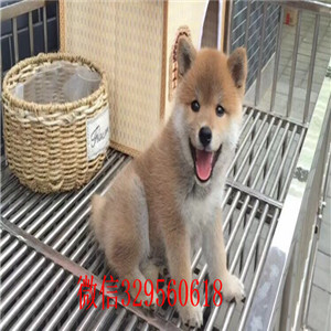 汕头哪里有柴犬卖柴犬犬舍日系柴犬幼犬豆柴柴犬价格 柴犬图片