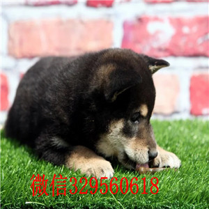 怒江犬舍出售日系柴犬.柴犬与秋田犬的区别柴犬幼犬多少钱一只柴犬价格 柴犬图片