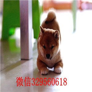 黔东南纯种柴犬多少钱一只柴犬狗场哪里有可爱