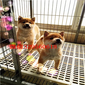 呼和浩特犬舍哪卖纯种柴犬多少钱赛级品质柴犬