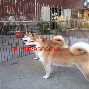 沈阳哪里出售日系柴犬幼犬超萌日系柴犬柴犬价