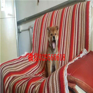 松原本地纯种日本引进柴犬_超萌日系柴犬纯种