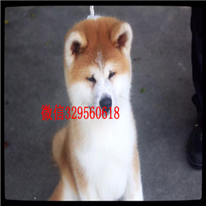 鸡西哪里有卖秋田犬秋田犬多少钱一只双血统秋