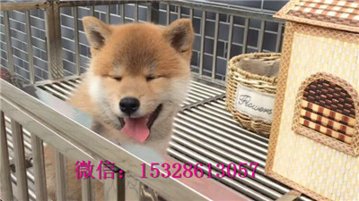 延安哪里有卖柴犬柴犬幼犬多少钱一只正宗柴犬犬舍健康柴犬保健康