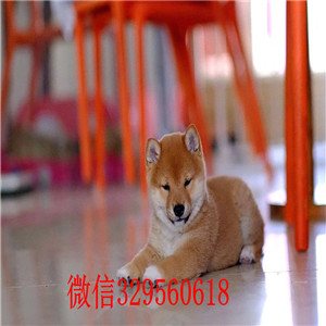 巴音郭楞出售纯种柴犬多少钱柴犬图片哪里有可