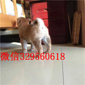 滨州哪里出售日系柴犬幼犬赛级品质柴犬幼犬日本柴犬 小柴犬精品犬舍有柴犬出售