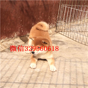抚顺本地纯种日本引进柴犬_赛级品质柴犬幼犬