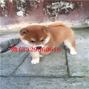 佛山哪里出售日系柴犬幼犬超萌日系柴犬日本柴犬 小柴犬赛级柴犬幼犬多少钱