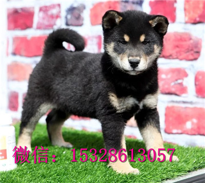 佳木斯哪里有卖柴犬日系柴犬多少钱正宗柴犬犬