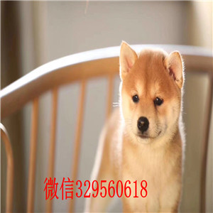 黑河出售纯种柴犬多少钱柴犬价格柴犬幼犬多少