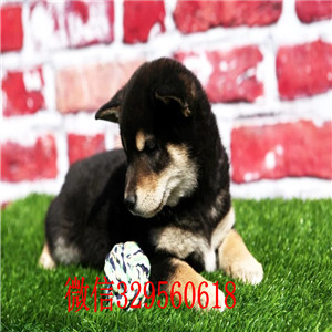 怒江犬舍出售日系柴犬.柴犬与秋田犬的区别柴犬幼犬多少钱一只柴犬价格 柴犬图片