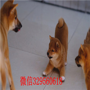 承德市出售纯种柴犬多少钱柴犬狗场纯种柴犬 