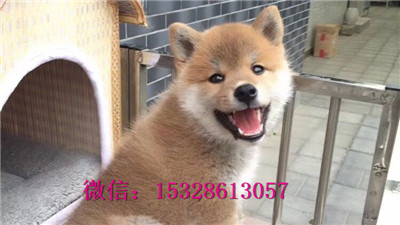 延安哪里有卖柴犬柴犬幼犬多少钱一只正宗柴犬