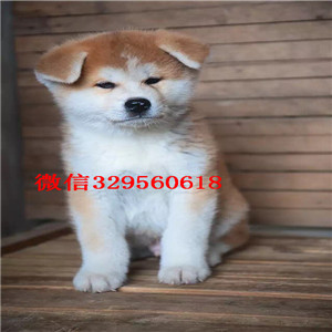 鸡西哪里有卖秋田犬秋田犬多少钱一只双血统秋田秋田犬和柴犬的区别