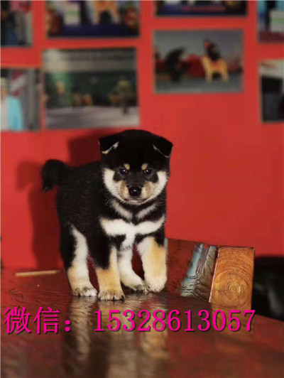 武威哪里有卖柴犬柴犬幼犬多少钱一只正宗柴犬犬舍双血统柴犬