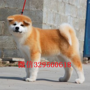 锡林郭勒哪里能买到秋田犬秋田犬图片精品秋田