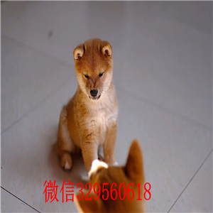 锡林郭勒哪里能买到柴犬柴犬价格柴犬幼犬多少