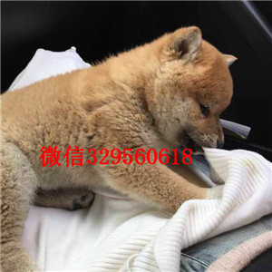 鄂尔多斯本地纯种日本引进柴犬_哪里有纯种柴