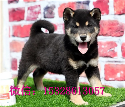 宝鸡哪里有柴犬出售纯种柴犬多少钱柴犬繁殖基