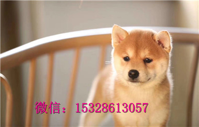 沈阳哪里有纯种柴犬出售 日本柴犬多少钱一只 