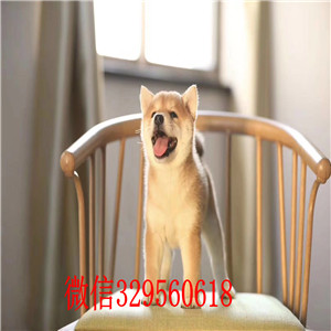 鄂尔多斯出售纯种柴犬多少钱柴犬犬舍纯种柴犬