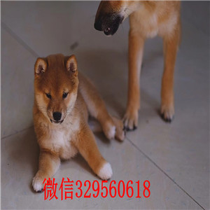 昌吉出售纯种柴犬多少钱柴犬价格日系柴犬幼犬
