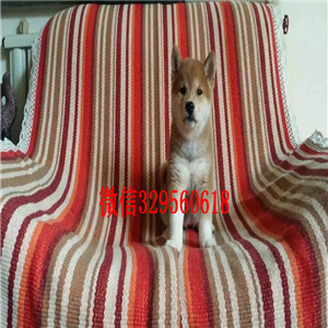 四平犬舍哪卖纯种柴犬多少钱哪里有纯种柴犬出