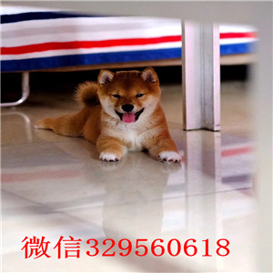 聊城纯种柴犬多少钱一只柴犬狗场双血统赛级柴