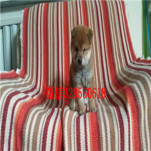 四平犬舍哪卖纯种柴犬多少钱哪里有纯种柴犬出售柴犬价格 柴犬图片柴犬好养吗 柴犬照片