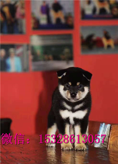 松原哪里的柴犬便宜日系柴犬多少钱日本引进柴