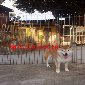 枣庄本地纯种日本引进柴犬_赛级品质柴犬幼犬