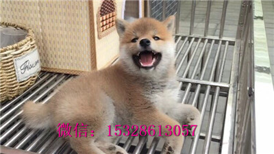 抚顺哪里能买到柴犬日系柴犬多少钱赛级柴犬幼