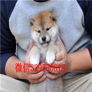 莱芜犬舍哪卖纯种柴犬多少钱赛级品质柴犬幼犬正宗日本纯种柴犬精品犬舍有柴犬出售