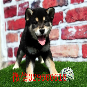 四平哪里能买到柴犬柴犬犬舍日系柴犬幼犬豆柴