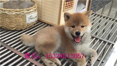 武威哪里有卖柴犬柴犬幼犬多少钱一只正宗柴犬犬舍双血统柴犬