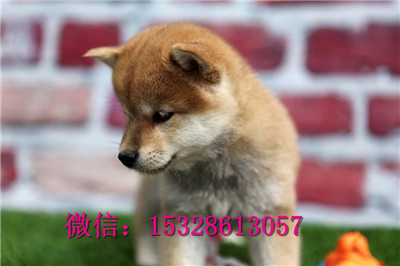 四平哪里有柴犬出售正宗日本柴犬多少钱正宗柴